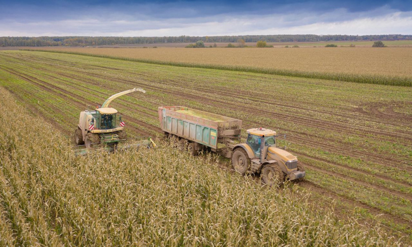 1,5 тысячи тонн зерна собрал племзавод Домодедова