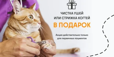 Ветеринарная служба ВетСкорая24 на Краснодарской улице фотография 7